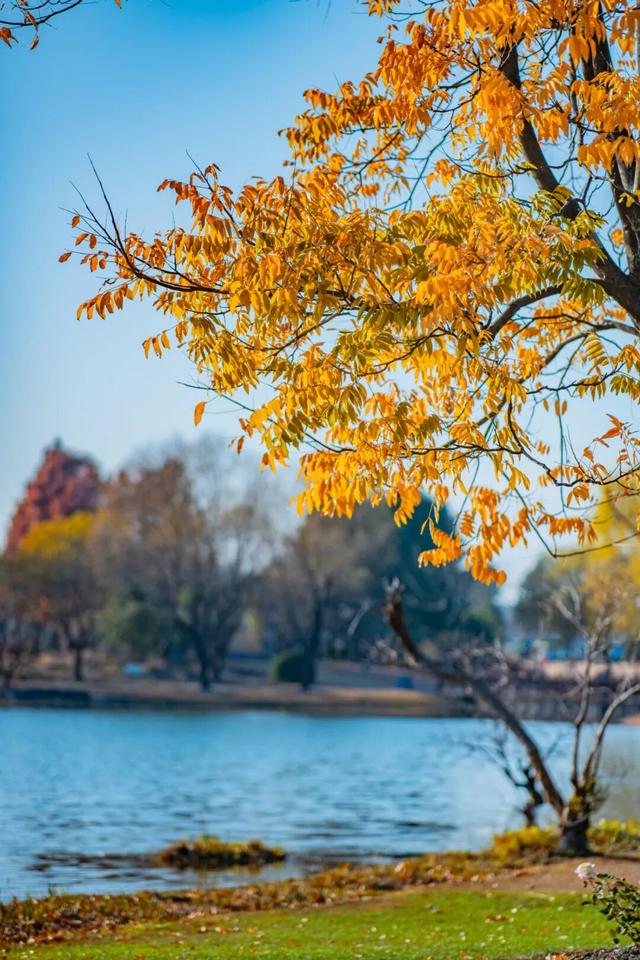 杉树红了！魔都藏着绝美水上森林→