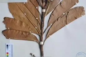 云南德宏发现壮丽含笑植株 解开植物学界百年谜团图片