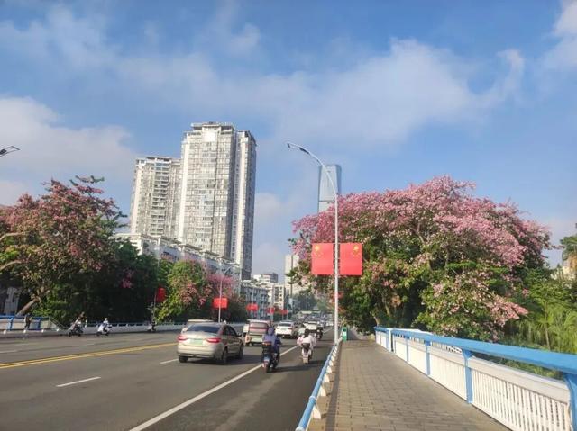 粉黛满城绕​！柳州街头惊现“秋日限定版春天”，美到犯规！​