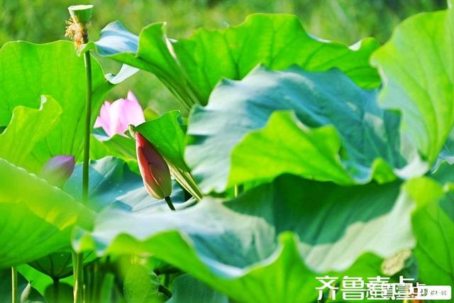 壹点号·秀山东｜济阳：黄河岸边，邂逅夏日清欢