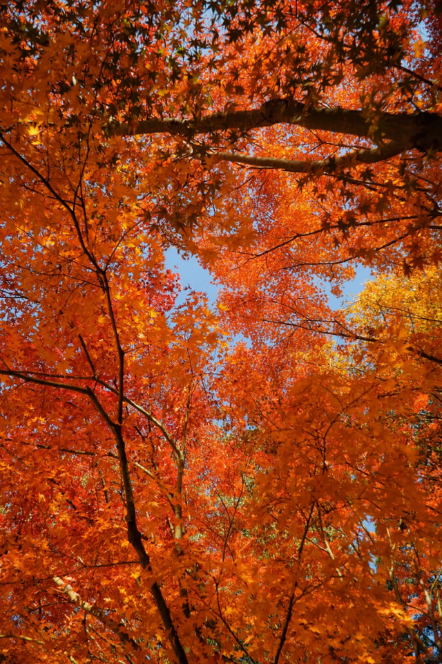 小众免费！上海这个百年古典园林藏着绝美秋色→