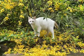 流浪猫如何治理？他们提出锦囊计图片