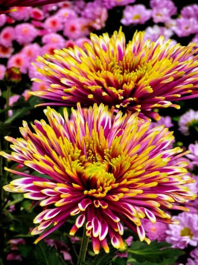 大武汉一日 | 在这里，黄鹤楼、巴公房子、知音号同框了！