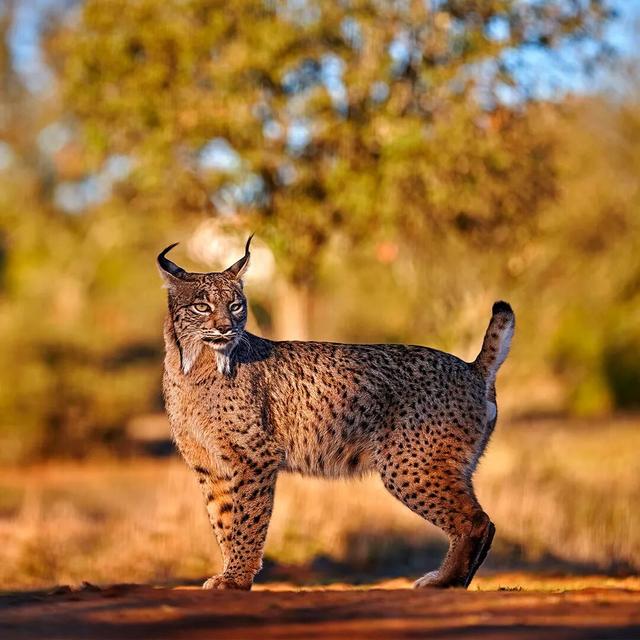 直播预告：四天联播西班牙国家公园系列之多尼亚纳