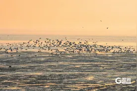 “惊喜”不断被发现，青岛生物多样性“家底”更厚实图片