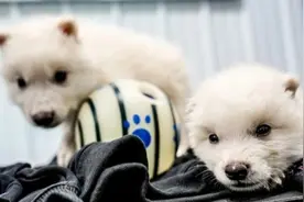 全球首次！科学家复活万年前灭绝的顶级掠食者图片