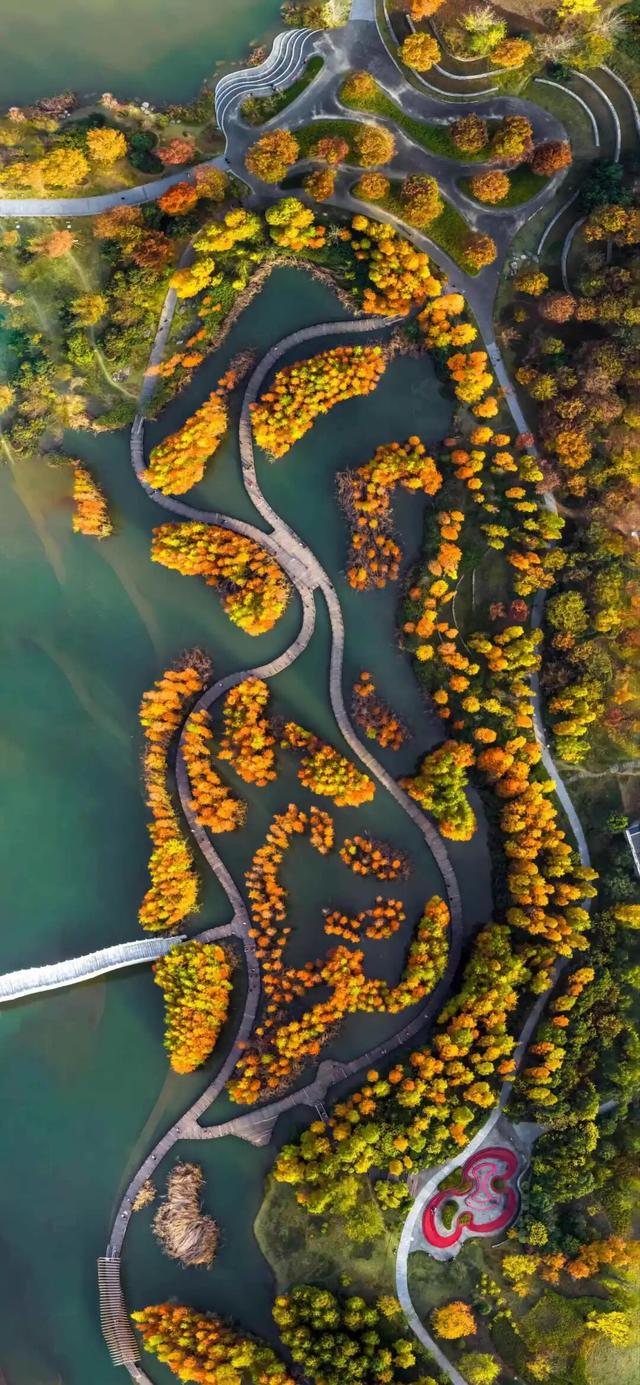 不是在云南，南充这里的水杉被问爆了~