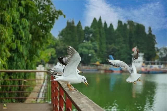 跟着海鸥追鸥气！打卡云南湖光的冬日诗意栖居