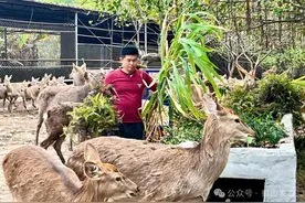 农旅融合“致富鹿”！鹤山这个生态农场“向绿生金”图片