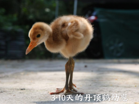暑假遛娃新姿势！星湖暑期亲子研学盛宴：仙鹤、萌宠、虫趣全解锁～