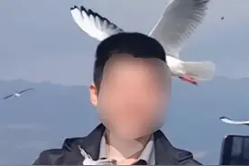 男子昆明抓海鸥拍照被罚款500元，自愿抄写相关规定图片