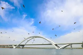 永定河畔的崖沙燕又飞回来了，崖壁上正挖洞“安新家”图片