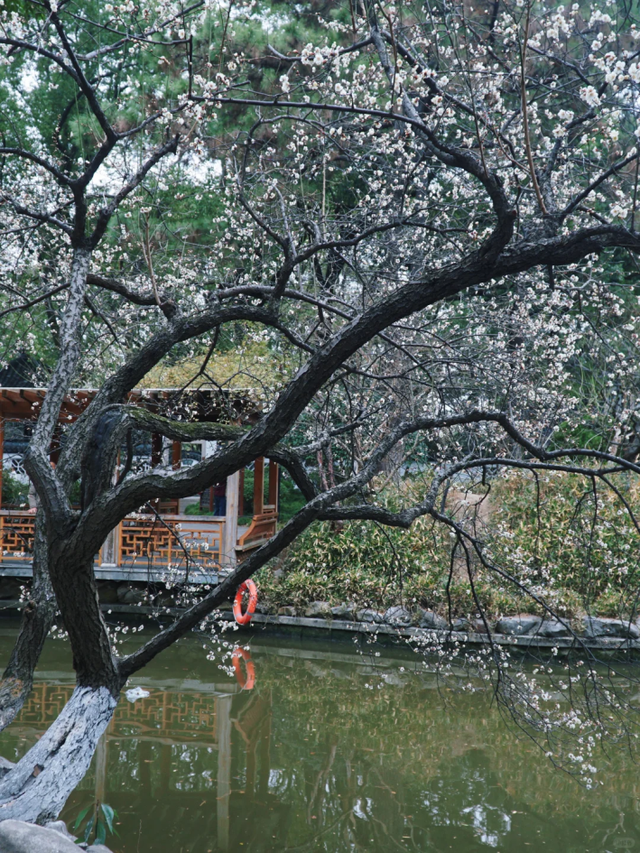 临水白梅盛开！在上海这个公园免费打卡→