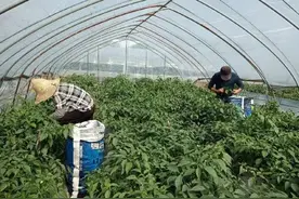 休宁县万安镇：辣椒丰收采摘忙 农户增收笑开颜图片