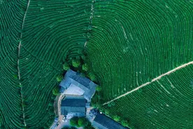 绿水青山茶飘香——中方县茶产业发展纪实图片