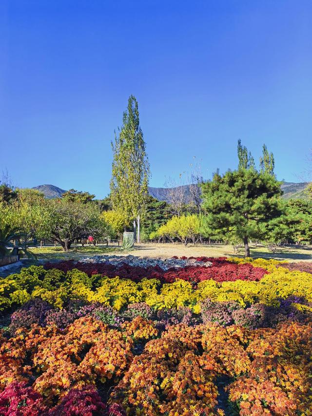 肆意怒放的花，是秋日田野间最热烈的诗