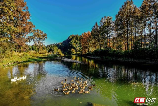 枫红时节，邂逅通道的诗意初冬