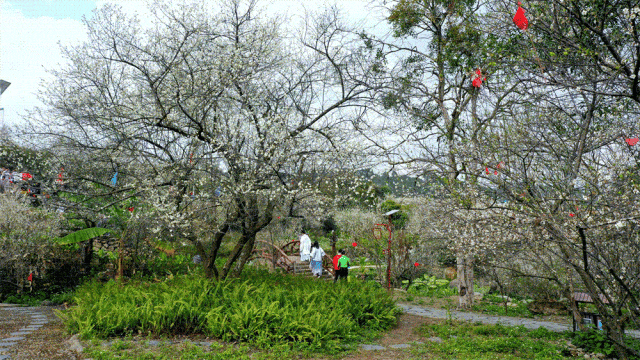 宾阳陈平名山梅花盛放！1月10日，共赴一场暗香浮动的花期