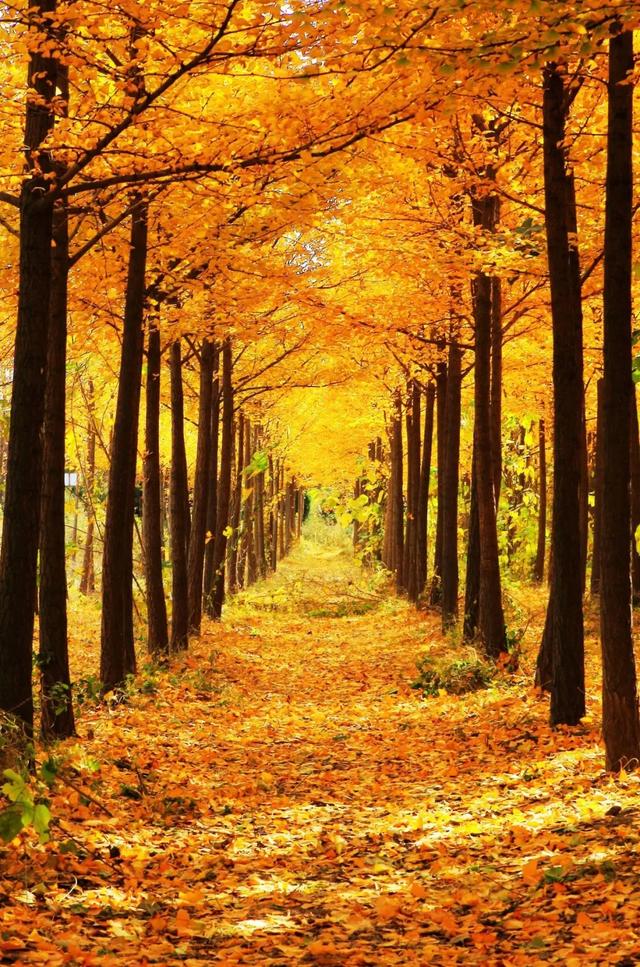 西安秋日citywalk天花板,来啦!