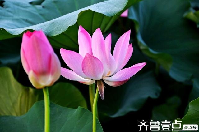 壹点号·秀山东｜黄河公园夏韵悠悠荷满塘