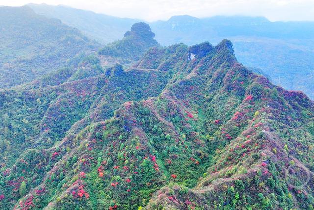 重庆酉阳：山羊村红叶进入最佳观赏期 层林尽染引客来