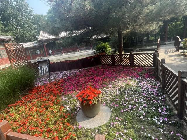 五月限定！西城花事正盛，赴一场初夏浪漫之约