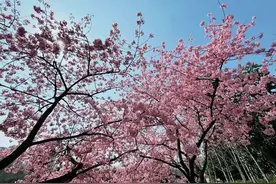 三月限定！繁花盛放等你来打卡图片