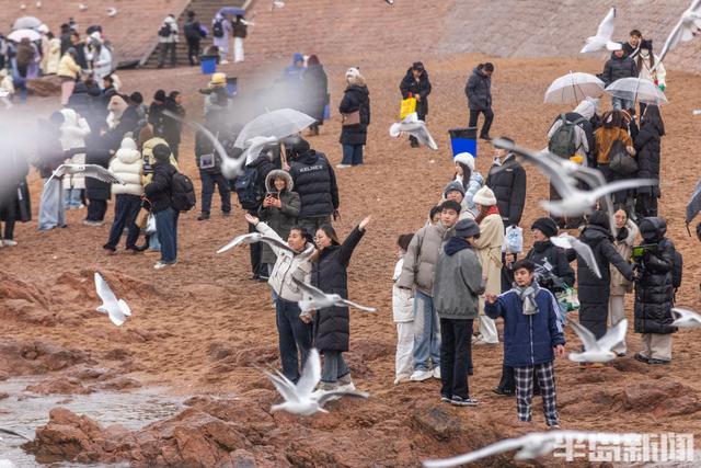 小雪不挡“鸥”式浪漫