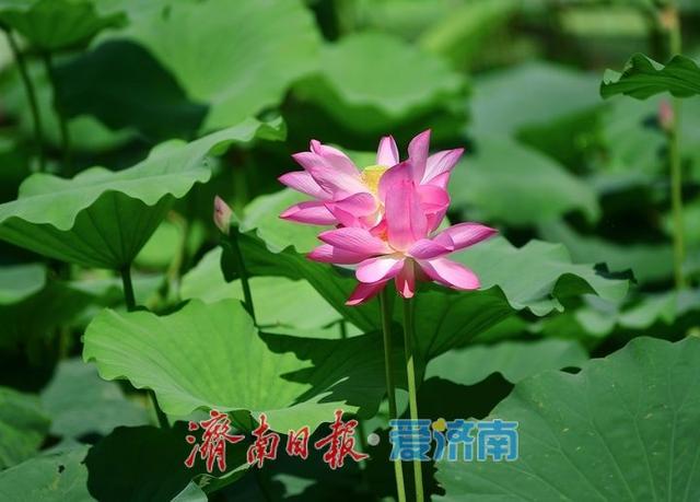 一年四季 泉在济南丨“荷”其有幸相约泉城，济南第39届荷花艺术节开幕了