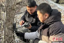中国野生虎豹分布核心区强化科技巡护预防“人兽冲突”图片