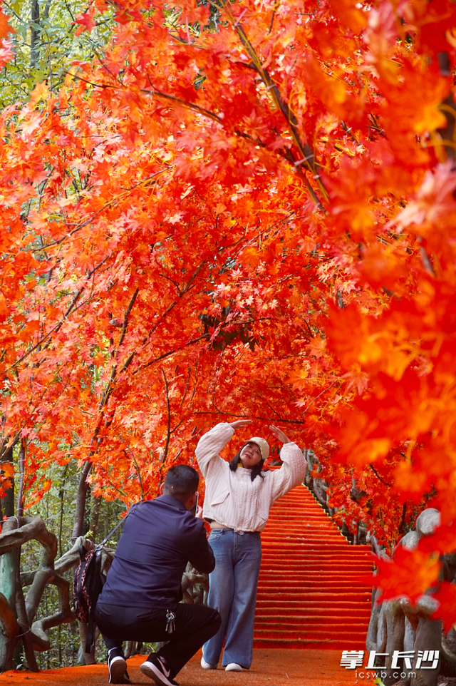 石燕湖“红枫银杏隧道”火了，初冬秋景刷爆社交平台