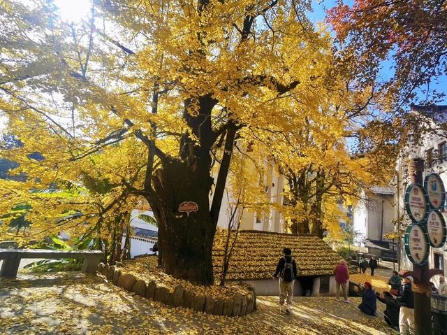 临安，一座被银杏腌入味的城市
