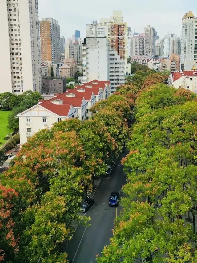 抓住晴天的尾巴！静安限时浪漫秋色，再不去就亏了丨静宝聊天室