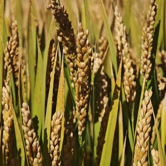 一键收藏！向化镇邀您打卡限定版秋色