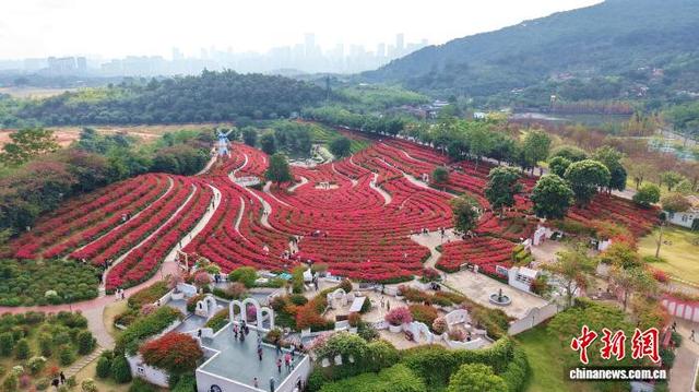广西南宁冬日花海美如画
