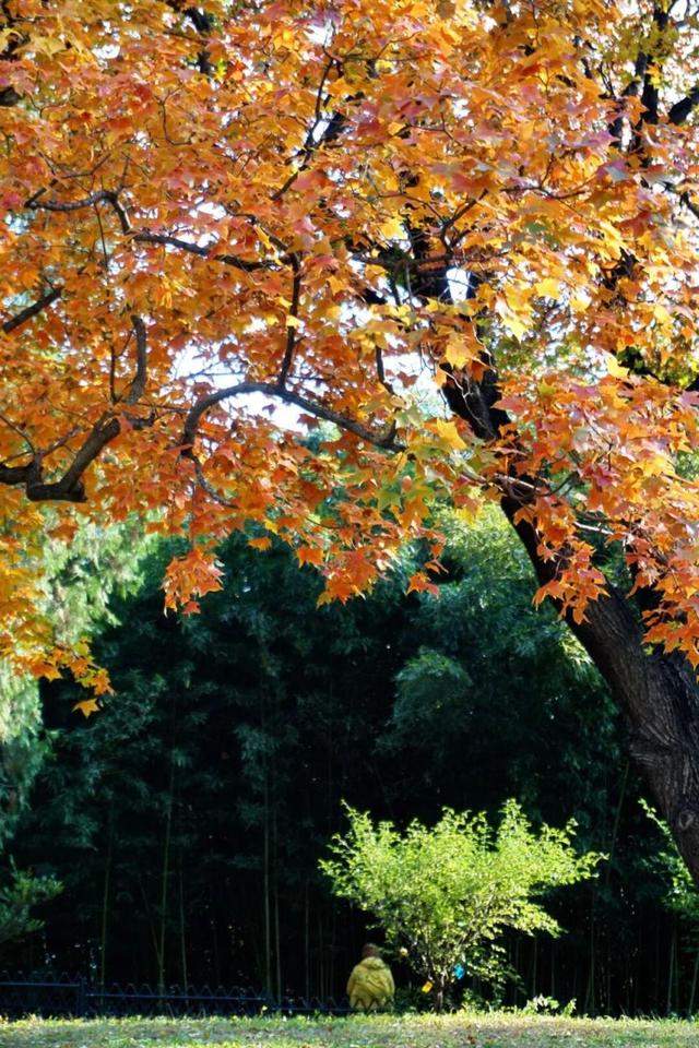 海淀这个免费公园，“藏”着秋天的所有颜色——