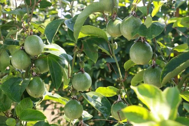 南宁冬季水果采摘全攻略 | 东北老铁、西北家人，告别猫冬！来南宁实现“水果自由”