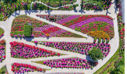 山海连城，花满全城——2025深圳簕杜鹃赏花周正式启幕