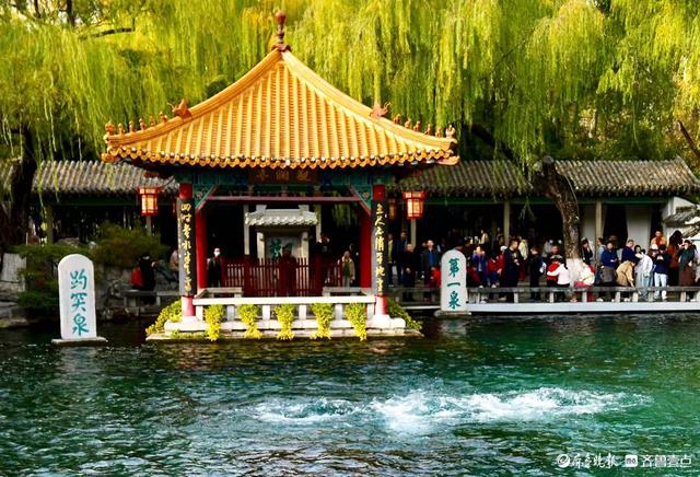 初冬暖意融融，快来趵突泉看菊花展