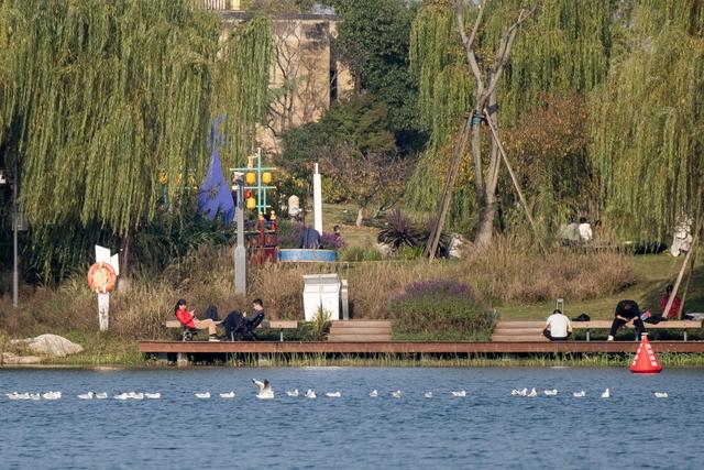 暖阳伴鸥舞 东安湖畔享周末好时光