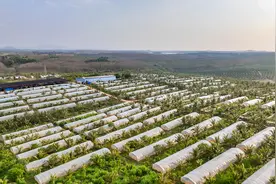 好山东|走出山东，养殖小蚂蚱“飞”到海南岛图片