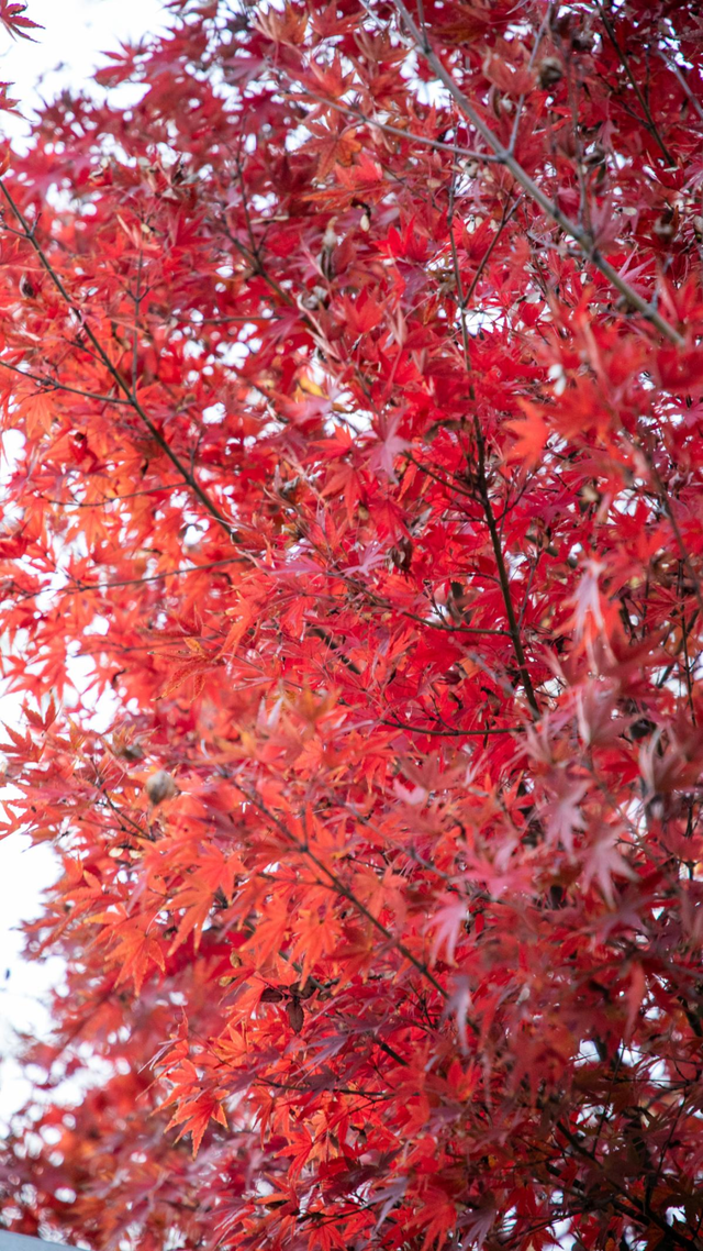 余杭初冬藏不住！这些秘境绝美~