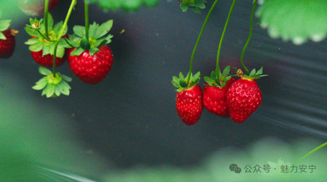 熟了熟了！周末走起！昆明采摘地图“上新”，速来eat→