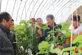 临泽：田间“小课堂”助农增收图片