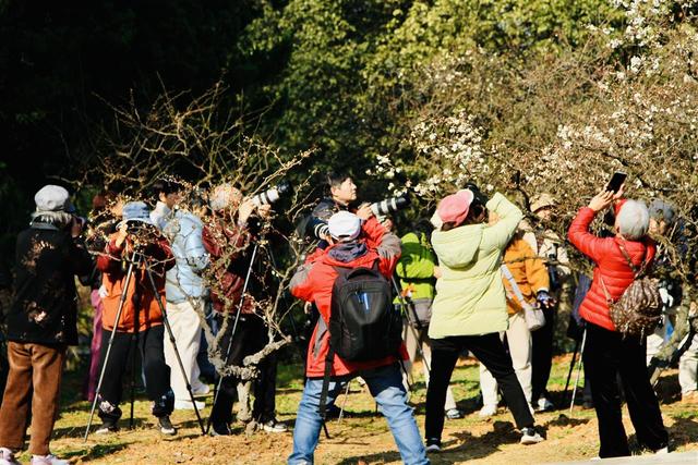 梅中顶流提前绽放，武汉东湖梅园寻“龙”正当时