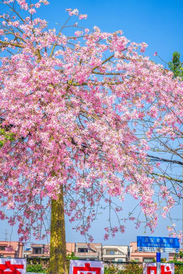 天气正好、花正开，去看粉色的东莞！