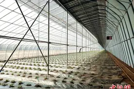 山东持续强化农业科技支撑 开辟科技强农“新赛道”图片