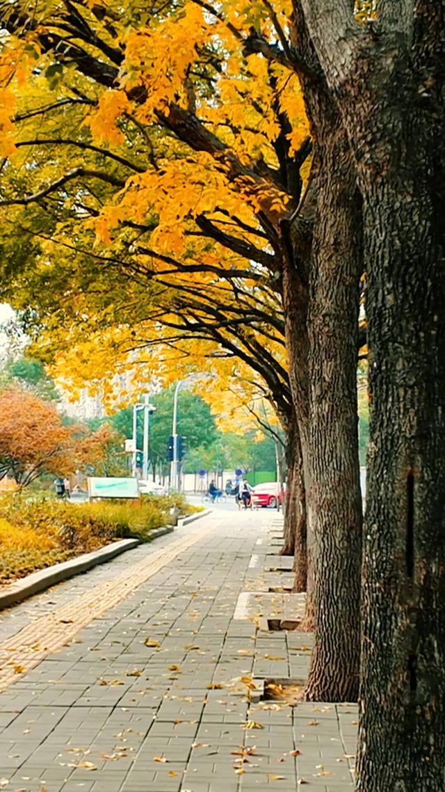 黄金大道秋意浓，石景山这条路进入最佳观赏期！