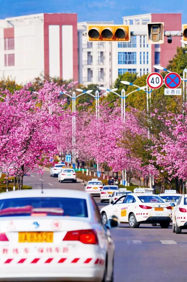 云南的大学有多美！一起来打卡嵩明职教新城樱花盛景