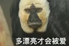 这家动物园又有猴子出圈了！再度“丑”上热搜图片